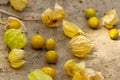 Cape Gooseberry Physalis Peruviana or Ground cherries, winter cherry, Physalis minima, Inca berry, Golden strawberry Royalty Free Stock Photo