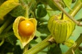 Cape Gooseberry Physalis Peruviana or Ground cherries, winter cherry, Physalis minima, Pygmy ground cherry, Golden Royalty Free Stock Photo