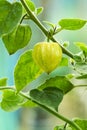 Cape Gooseberry Physalis Peruviana or Ground cherries, winter cherry, Physalis minima, Pygmy ground cherry, Golden Royalty Free Stock Photo