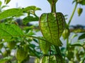 Physalis or cape gooseberry,ground cherry fruit on the plant in garden with natural background. Groundcherries Physalis peruviana.