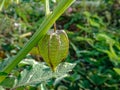 Physalis or cape gooseberry,ground cherry fruit on the plant in garden with natural background. Groundcherries Physalis peruviana. Royalty Free Stock Photo