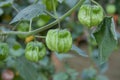 Cape gooseberry on tree Royalty Free Stock Photo
