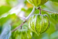 Cape Gooseberry on the tree in organic farms.