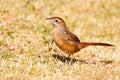 Cape grass bird walking