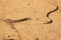 Cape Grass or Snake Lizard Chamaesaura anguina on dirt road, Malalotja Nature Reserve, Eswatini, Swaziland