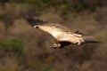 Cape Griffen Vulture Royalty Free Stock Photo