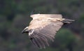 Cape Griffen Vulture Royalty Free Stock Photo