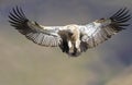 The Cape Griffon or Cape Vulture