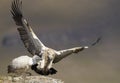 The Cape Griffon or Cape Vulture