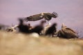 The Cape griffon or Cape vulture Gyps coprotheres landing on the rock into the middle of a flock of other scavengers.Huge Royalty Free Stock Photo