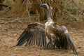 Cape Griffon or Cape Vulture (Gyps coprotheres) Royalty Free Stock Photo