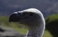 Cape Griffon vulture closeup portrait in Drakensberg South Africa Royalty Free Stock Photo