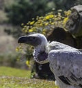 Cape Griffon vulture in Drakensberg South Africa Royalty Free Stock Photo