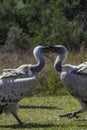 Cape Griffon vulture in Drakensberg South Africa Royalty Free Stock Photo