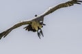 Cape Griffon vulture in flight in Drakensberg South Africa Royalty Free Stock Photo