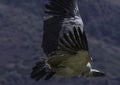 Cape Griffon vulture in flight in Drakensberg South Africa Royalty Free Stock Photo