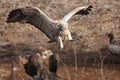 The Cape griffon or Cape vulture Gyps coprotheres landing at prey in the savannah on the plains Royalty Free Stock Photo