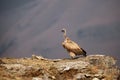 The Cape griffon or Cape vulture Gyps coprotheres sitting on the rock. A large vulture sits on a rock in the Giant Castle area Royalty Free Stock Photo