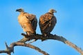 Cape griffon vulture, Gyps coprotheres, two birds of prey sitting on the tree branch with blue sky. Wildlife scene from nature, Royalty Free Stock Photo