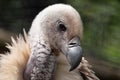 Cape Griffon vulture, large raptor indigenous to the area, photographed in the Drakensberg mountains, Cathkin Peak, South Afri Royalty Free Stock Photo