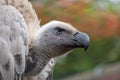 Cape Griffon vulture, large raptor indigenous to the area, photographed in the Drakensberg mountains, Cathkin Peak, South Afri Royalty Free Stock Photo