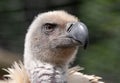 Cape Griffon vulture, large raptor indigenous to the area, photographed in the Drakensberg mountains, Cathkin Peak, South Afri