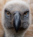 Cape Griffon vulture, large raptor indigenous to the area, photographed in the Drakensberg mountains, Cathkin Peak, South Afri