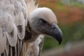 Cape Griffon vulture, large raptor indigenous to the area, photographed in the Drakensberg mountains, Cathkin Peak, South Afri Royalty Free Stock Photo