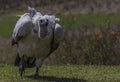 Cape Griffon vulture running in Drakensberg South Africa Royalty Free Stock Photo