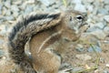 Cape ground squirrel