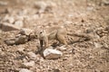 Cape Ground Squirrel Royalty Free Stock Photo