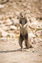 Cape Ground Squirrel Royalty Free Stock Photo
