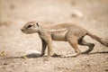 Cape Ground Squirrel