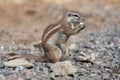 Cape Ground squirrel Royalty Free Stock Photo