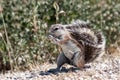 Cape Ground Squirrel Royalty Free Stock Photo