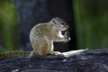 Cape Ground Squirrel - Botswana Royalty Free Stock Photo