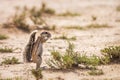 Cape ground squirrel in Kgalagadi transfrontier park, South Africa Royalty Free Stock Photo