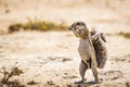 Cape ground squirrel in Kgalagadi transfrontier park, South Africa Royalty Free Stock Photo