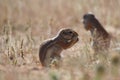 Cape ground squirrel xerus inauris