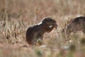 Cape ground squirrel xerus inauris