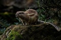 Cape ground squirrel Geosciurus inauris