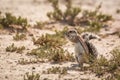 Cape ground squirrel in Kgalagadi transfrontier park, South Africa Royalty Free Stock Photo