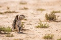 Cape ground squirrel in Kgalagadi transfrontier park, South Africa Royalty Free Stock Photo