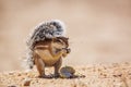 Cape ground squirrel in Kgalagadi transfrontier park, South Africa Royalty Free Stock Photo