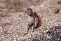 Cape ground squirrel