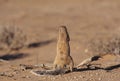 Cape ground squirrel