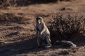 Cape ground squirrel