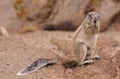 Cape ground squirrel