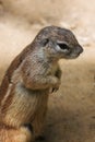 Cape Ground Squirrel, South African ground squirrel, Geosciurus inauris. Vertical photo