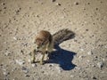 Cape ground squirrel